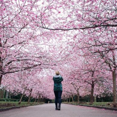 Cherry blossoms at Bispebjerg cementary | Thomas Høyrup Christensen